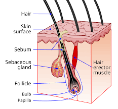 Hair Follicles