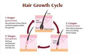 The Hair Growth Cycle